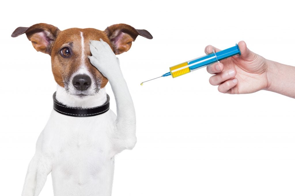 The distemper shot comes with mild to severe side effects and risks that all dog owners should be aware of.