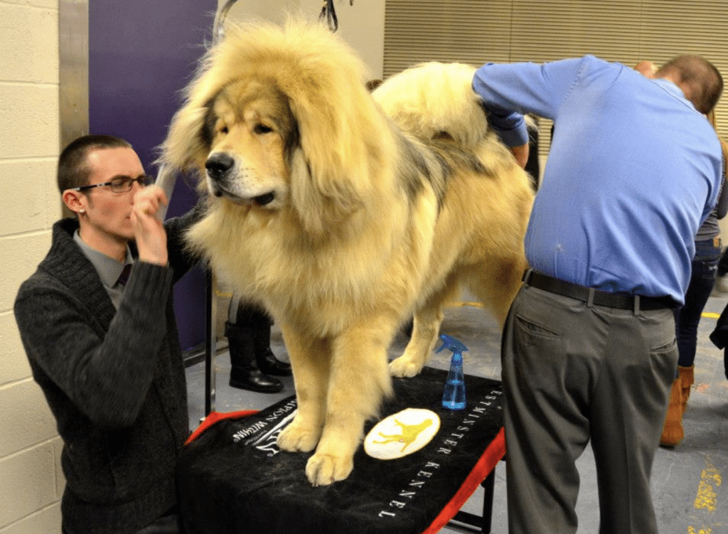 The most expensive dog ever sold was a tibetan mastiff, for 2 million dollars.