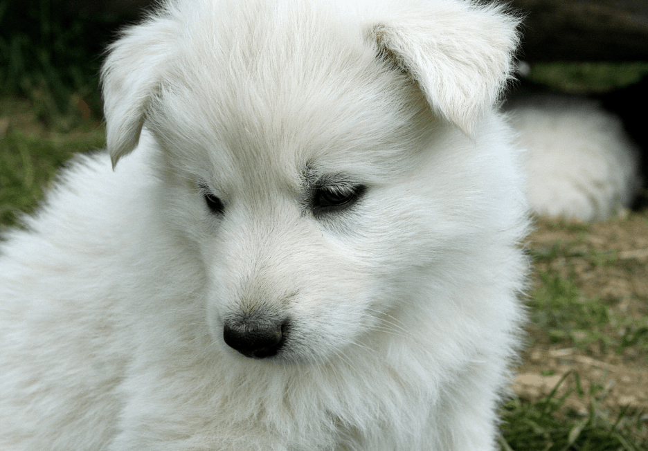 The Indian Spitz has a bright future as ideal family dogs, unlike many other Indian dog breeds.