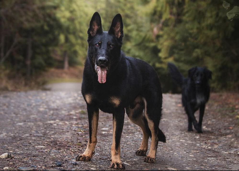 The Bicolor German Shepherd is mostly black with few highlights of tan.