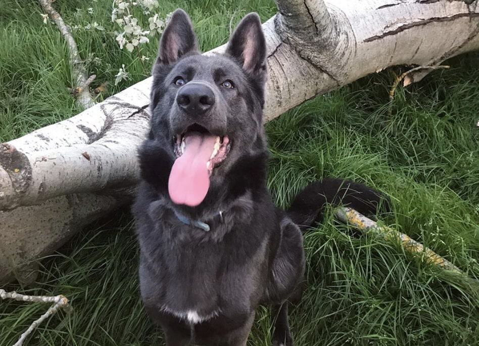 Though rare, the blue color German Shepherd is an extraordinary color for this breed.