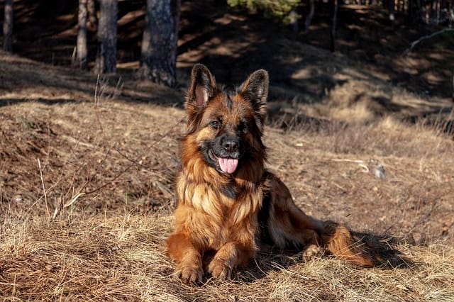 Without meeting the basic needs of German Shepherds, they can cause a lot of problems while living in apartments.