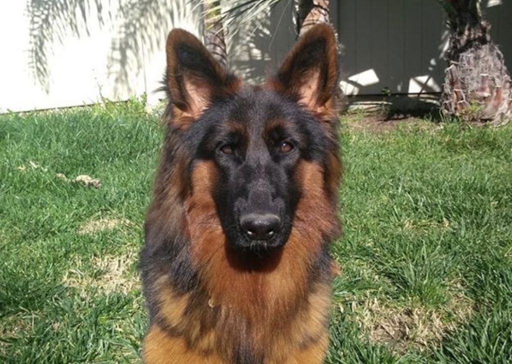 The red and black German Shepherd is unique for it