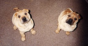 Chinese Shar-Pei puppies.jpg