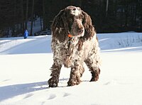 Zahir the English Cocker Spaniel.jpg