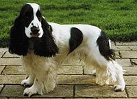 Zahir the English Cocker Spaniel.jpg