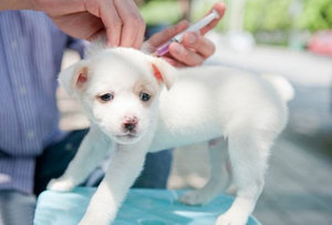 Первые прививки собакам