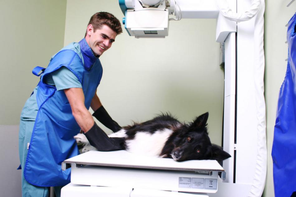 Когда нужно делать рентген домашним животным?