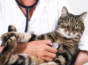 Типы эпилептических припадков и их симптомы у кошек, и котов
