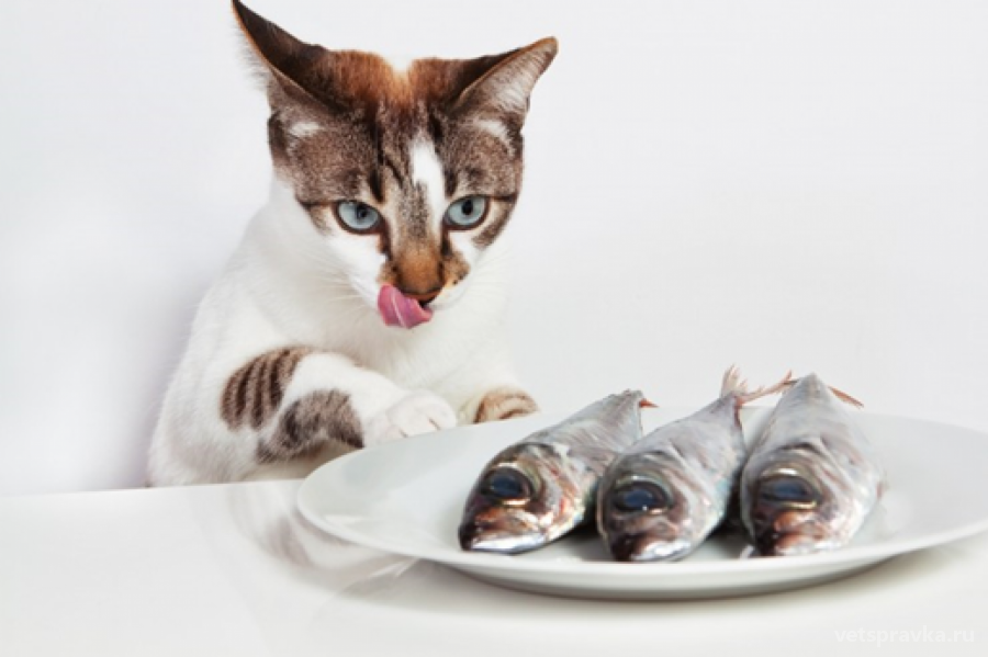 Можно ли кормить кошку рыбой