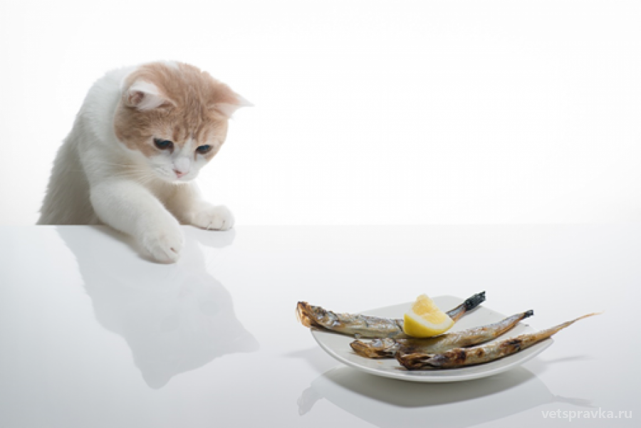 Можно ли кормить кошку рыбой
