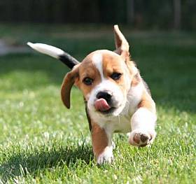 фото бегущего щенка породы бигль