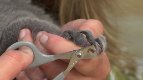 Как правильно подстричь когти кошке