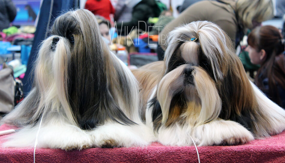Собаки породы ши-тцу на выставке фото