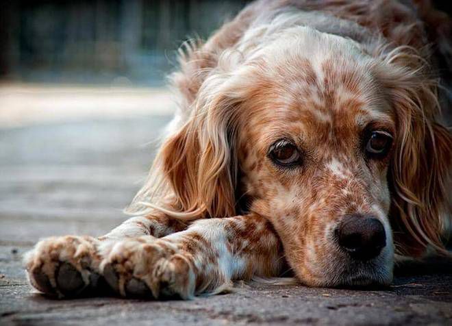 как спасти собаку от отравления