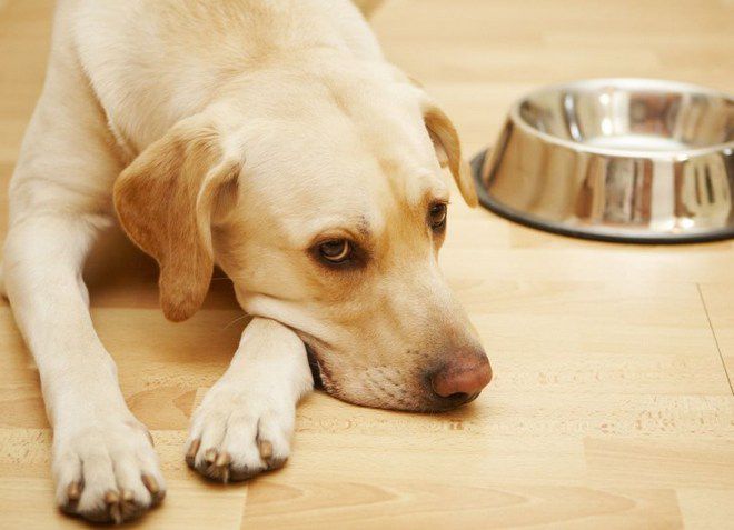 пищевое отравление у собаки