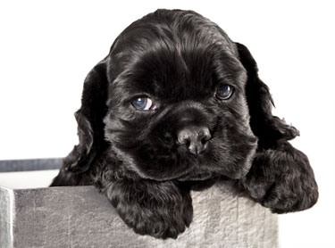 Cute black cocker spaniel puppy with paws over edge of planter