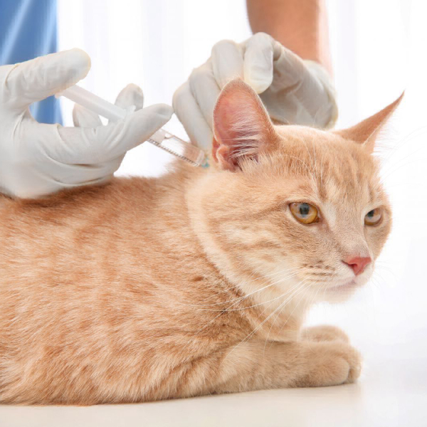 Вакцинация кошек от бешенства