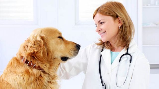 Пес смотрит на врача
