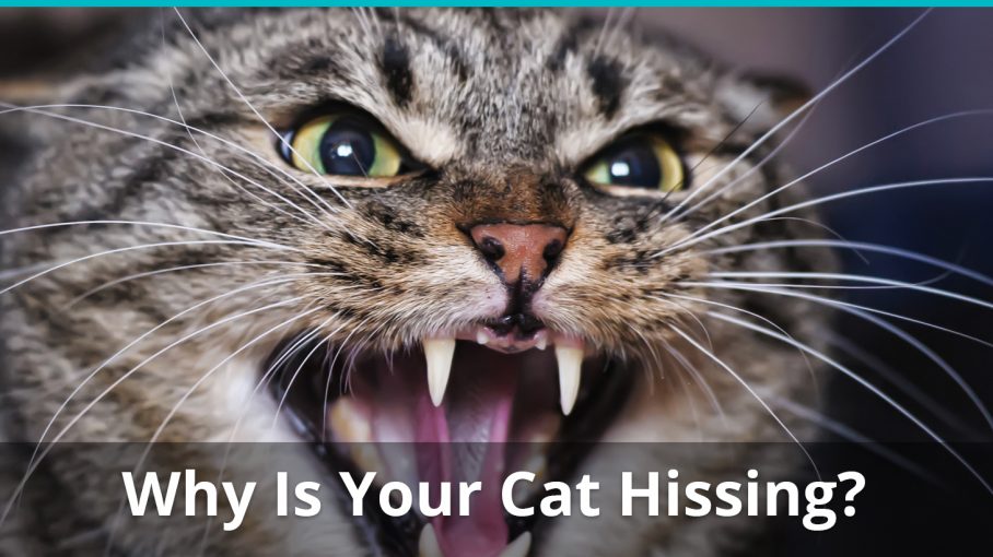 why is cat hissing