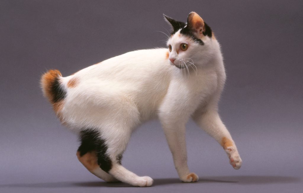 Bobtail Cat Short Tail