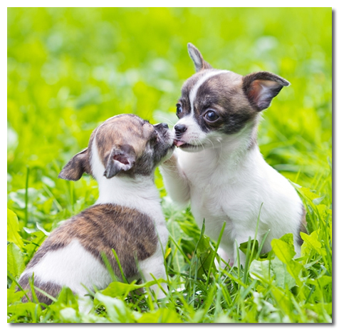 Two Housebroken Chihuahua Puppies