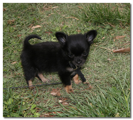 Black Chihuahua Puppy