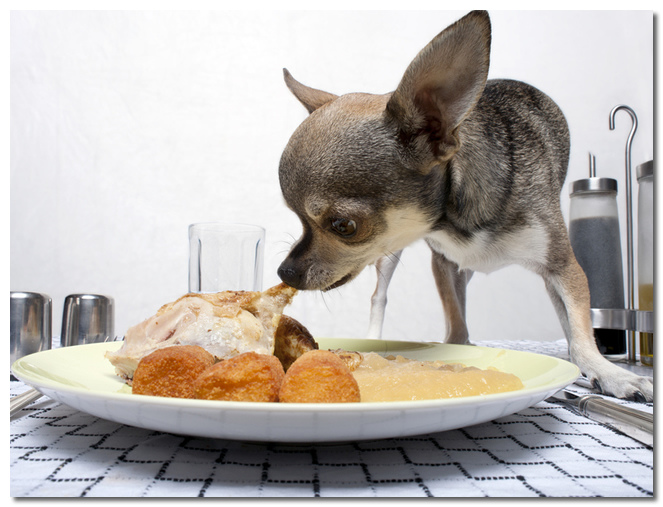 Chihuahua Eating People Food