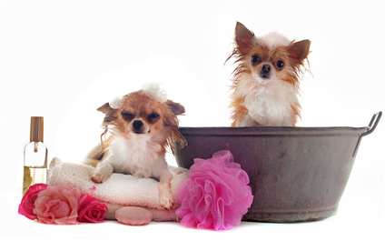 Two Chihuahuas at Bath Time