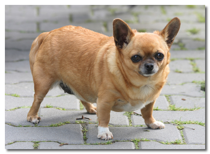 Obese Chihuahua