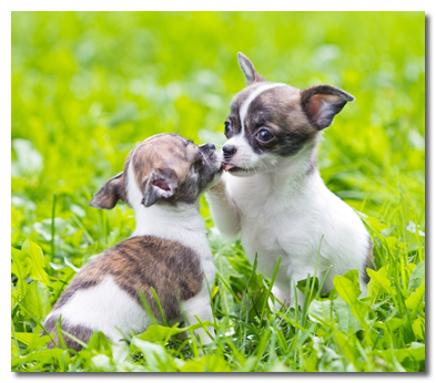 Two Chihuahua Puppies