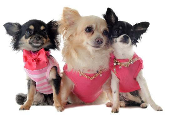 Three Small Chihuahuas