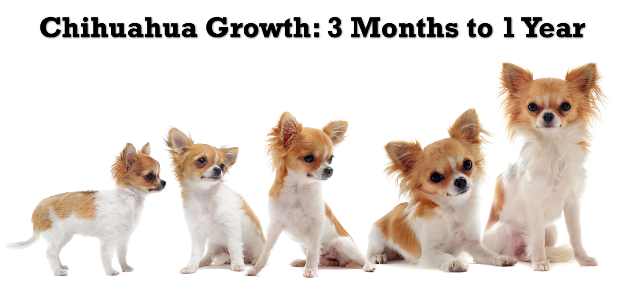 Chihuahua growth 3 months to 1 year