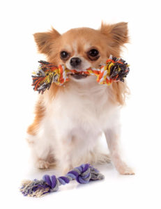 Teething Chihuahua with rope toy