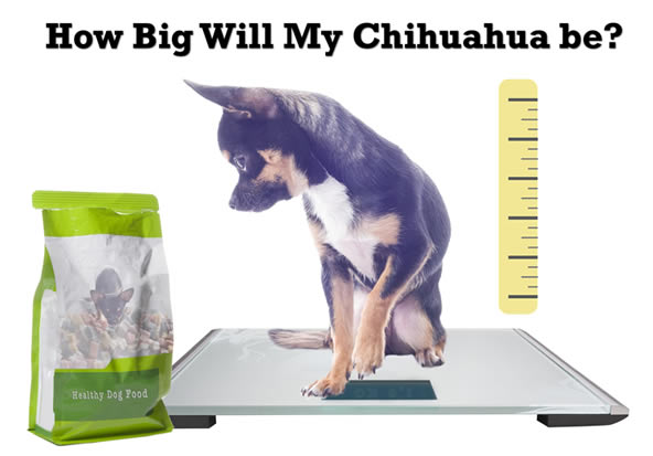 Chihuahua growth