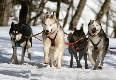 Siberian huskies, huskies as pets, dogs