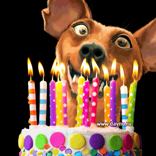 Прикольная гифка на день рождения с тортом и смешной собакой