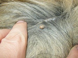 picture of tick on dog