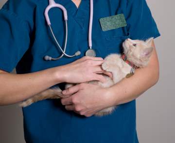 Vet examining sick kitten