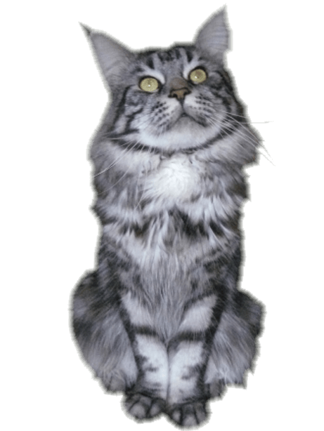 charly, maine coon champion d