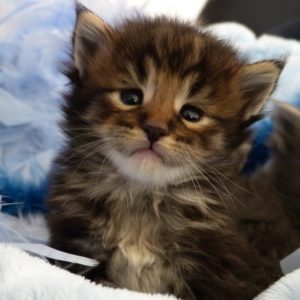 chaton brown blotched tabby d