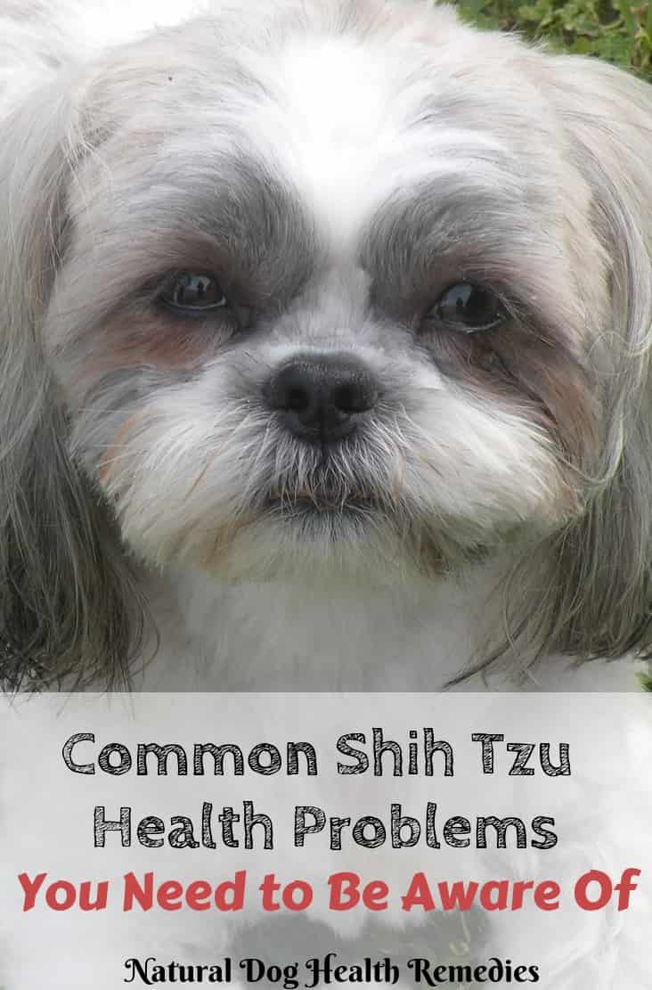 Common Shih Tzu Health Problems