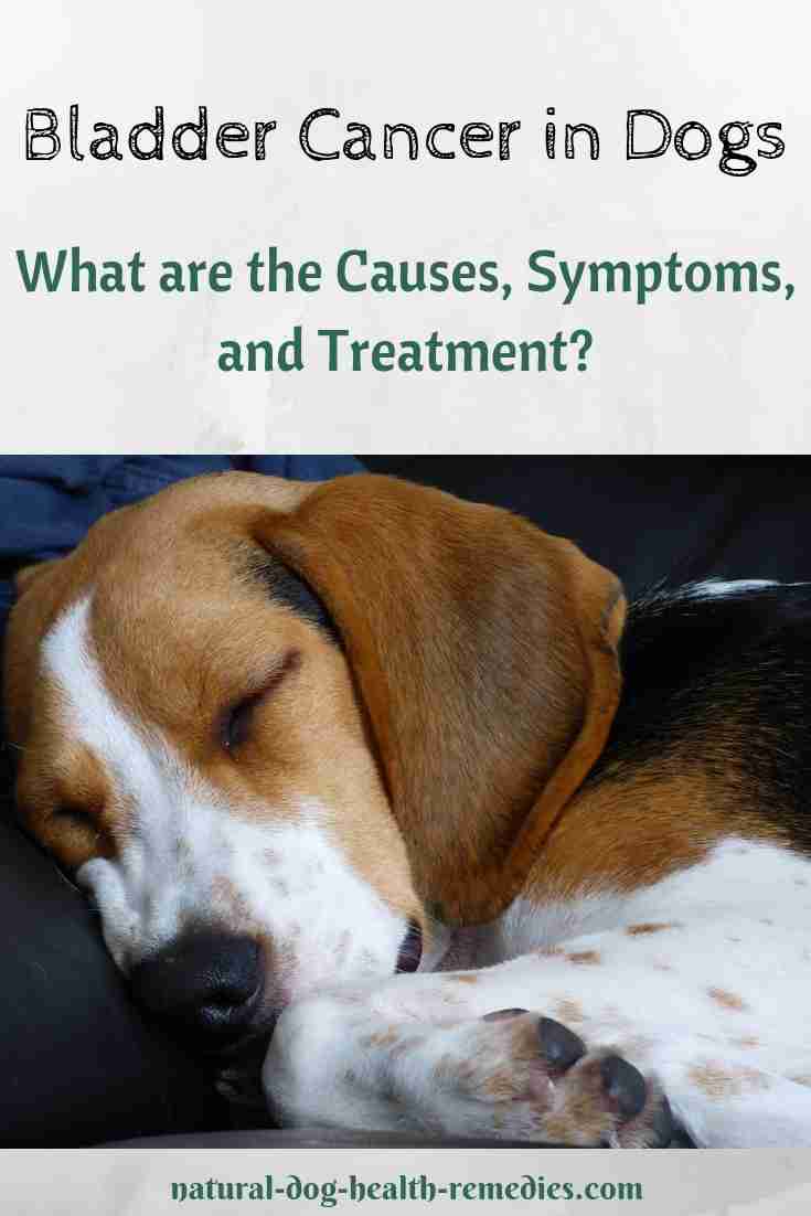 Bladder Cancer in Dogs