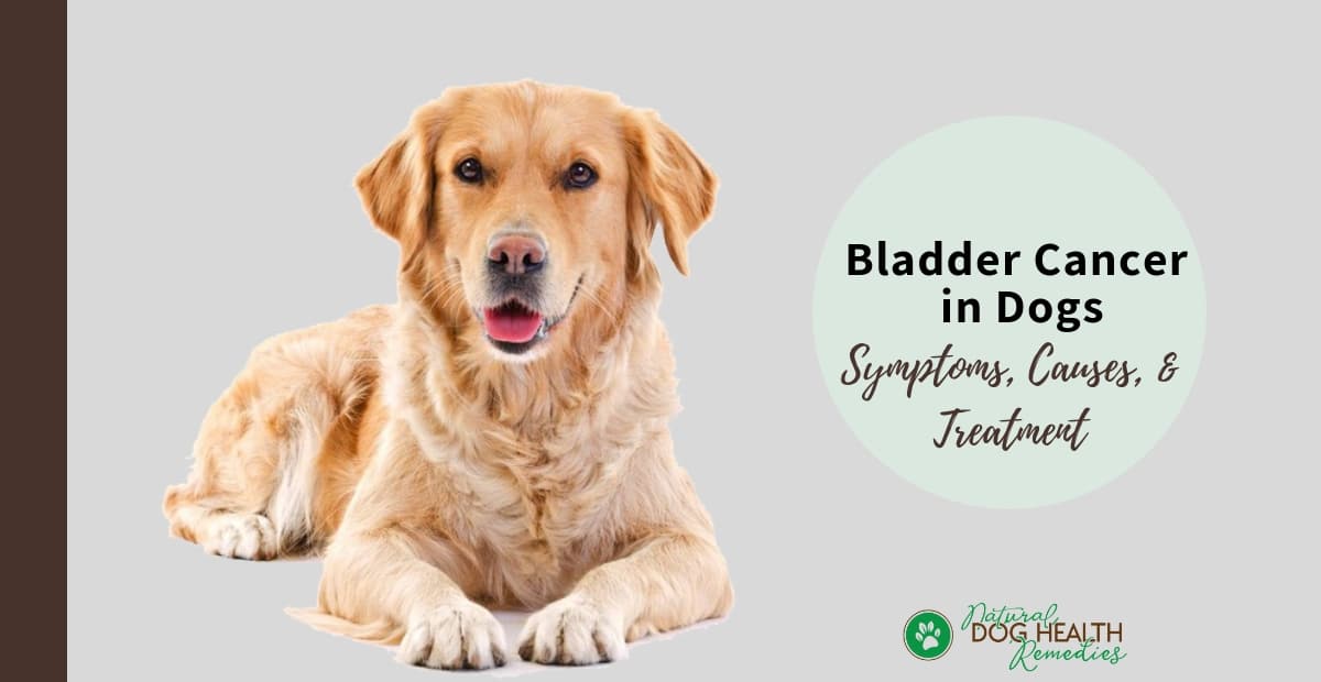 Bladder Cancer in Dogs