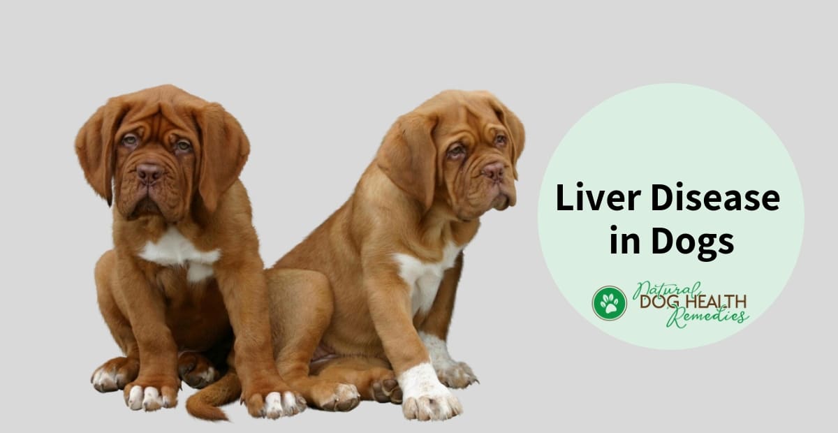 Liver Disease in Dogs