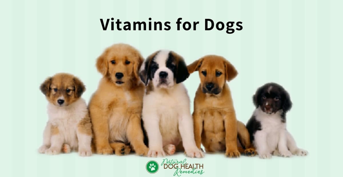 Vitamins for Dogs