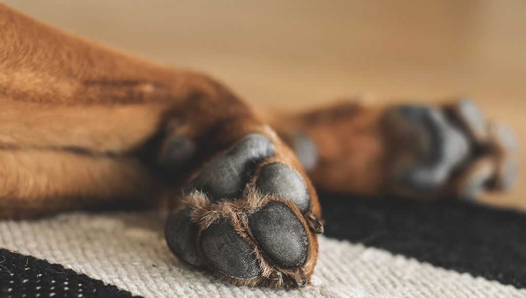 Paw Problems: Burns, Blisters and Sores