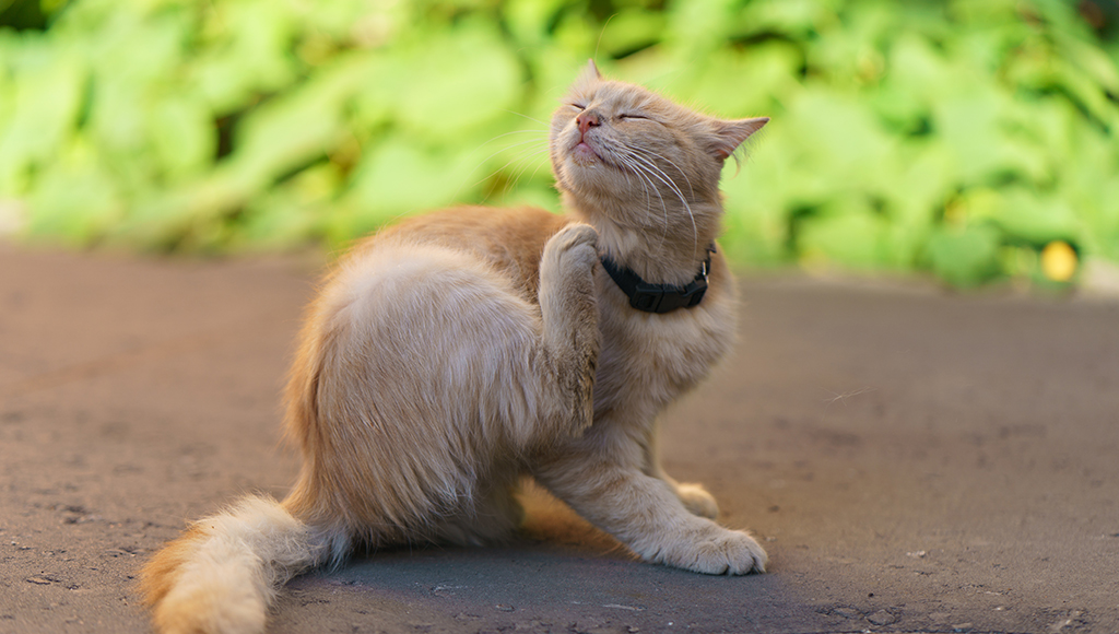 Is Cat Dandruff A Serious Problem?