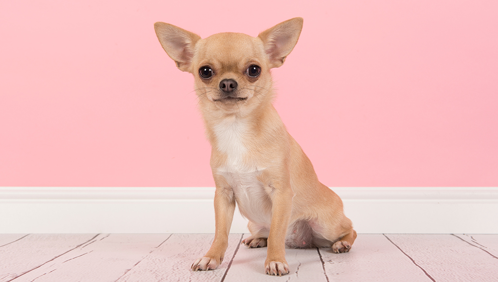 Helpful Tips: Training Your Chihuahua