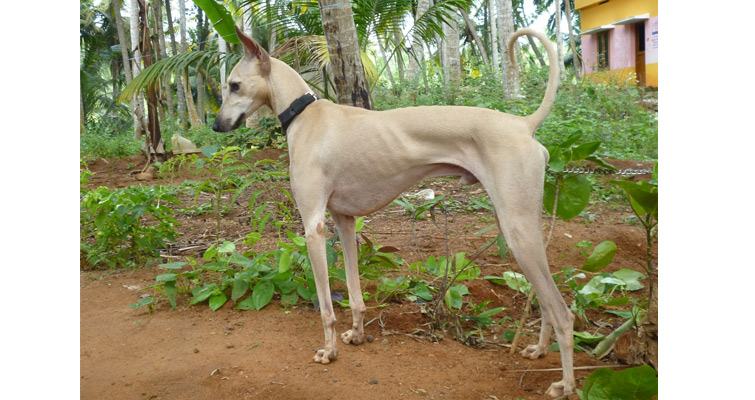 Rampur-Greyhound